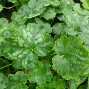 Heuchera Dale's Strain