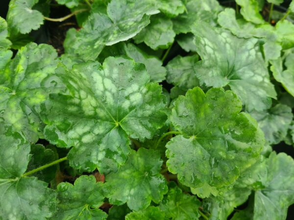 Heuchera Dale's Strain