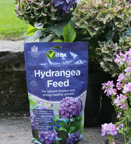 Hydrangea Feed