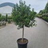 Ilex Nellie Stevens - 1/2 Standards - 55L 1/2 Standard, 70-80cm Head
