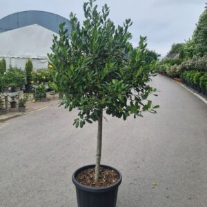 Ilex Nellie Stevens - 1/2 Standards