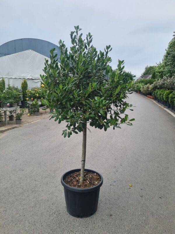 Ilex Nellie Stevens - 1/2 Standards