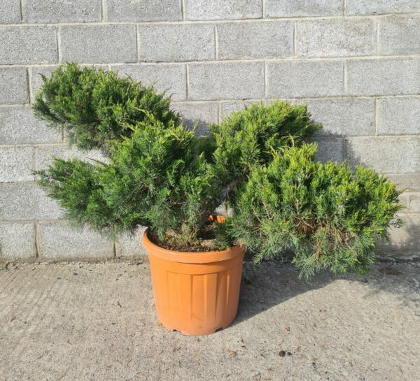 Juniper x media Mint Julep Bonsai - Image 3