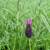 Lavender stoechas 'Regal Splendour' - 2L