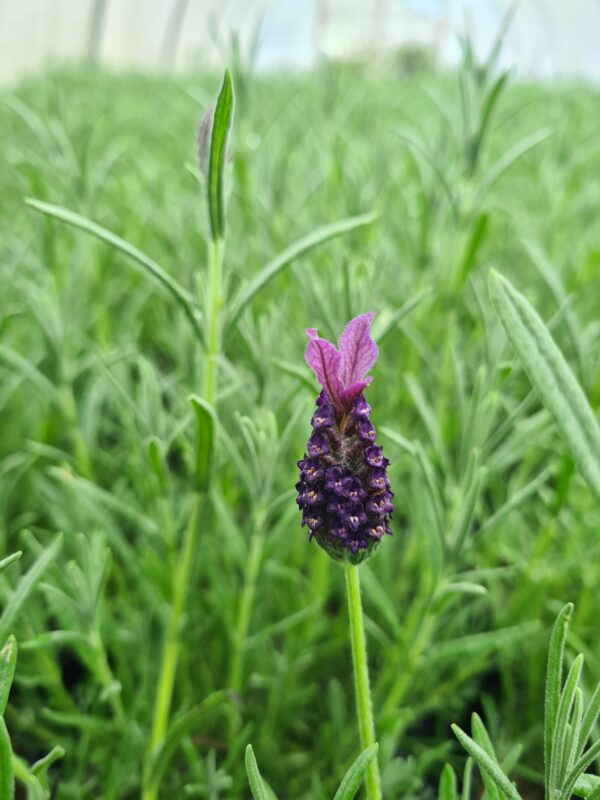 Lavender stoechas 'Regal Splendour'