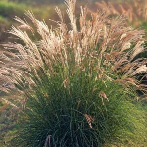 Miscanthus sinensis 'Yaka Dance'