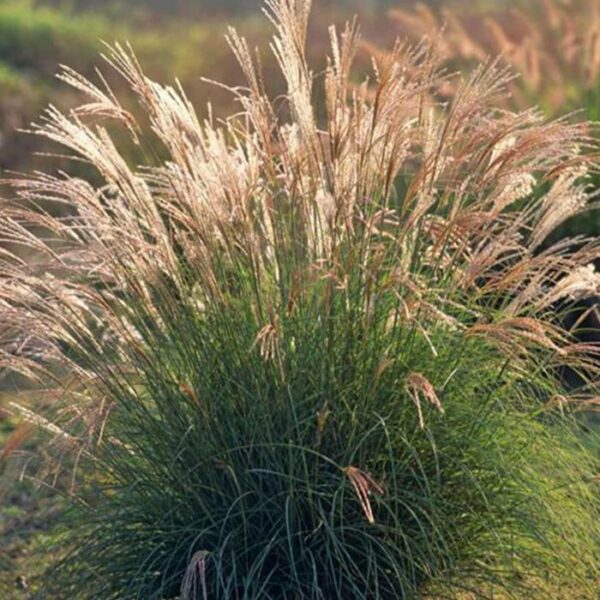 Miscanthus sinensis 'Yaka Dance'