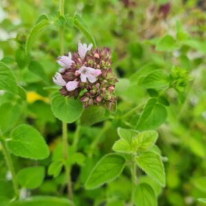 Origanum vulgare