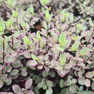 Pittosporum tenuifolium Bannow Bay