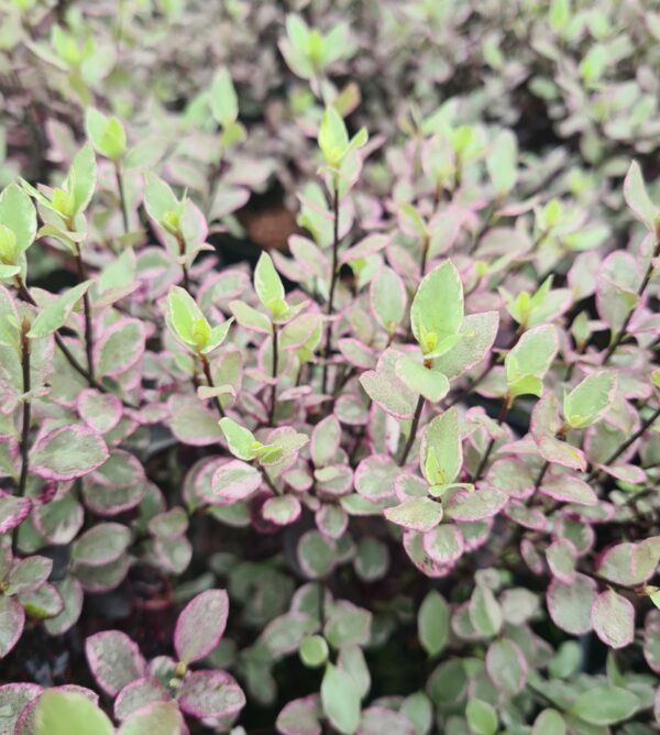 Pittosporum tenuifolium Bannow Bay