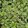 Pittosporum tenuifolium Elisabeth - 5L pot
