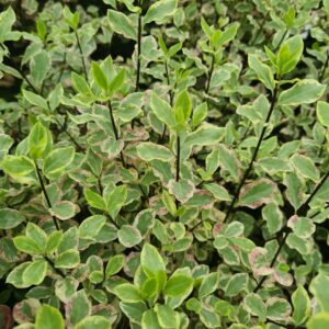 Pittosporum tenuifolium Elisabeth