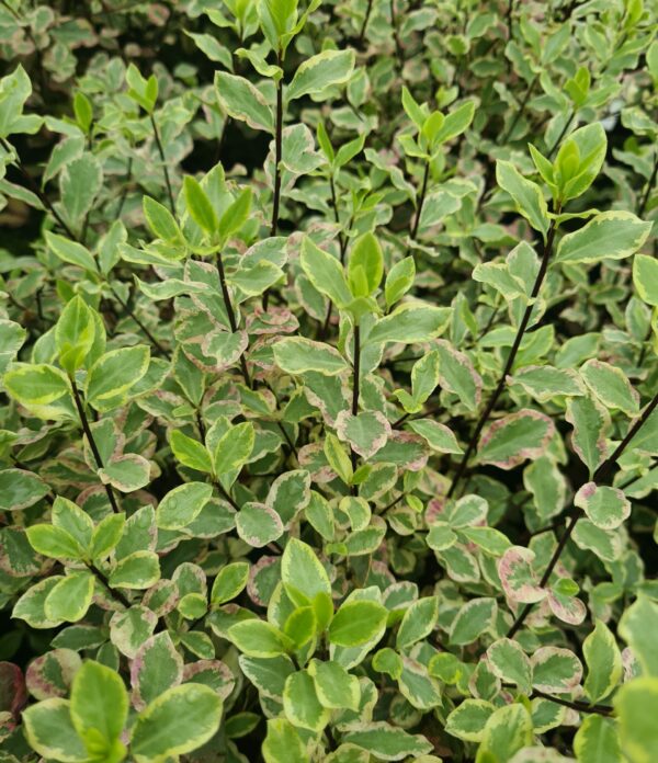 Pittosporum tenuifolium Elisabeth