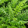 Polystichum tsus-simense - 2L