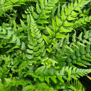 Polystichum tsus-simense