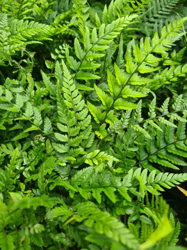 Polystichum tsus-simense