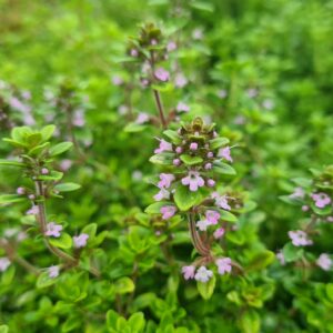 Thymus Doone Valley