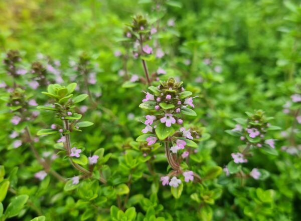 Thymus Doone Valley