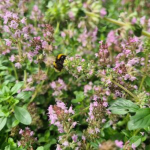 Thymus serpyllum