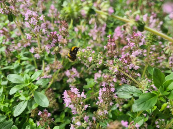 Thymus serpyllum