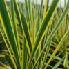Yucca filaments Bright Edge - 5L