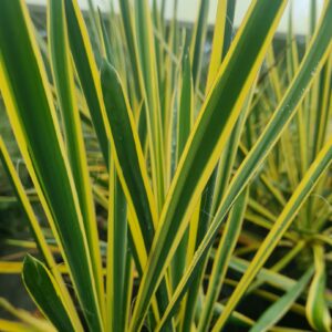 Yucca filaments Bright Edge
