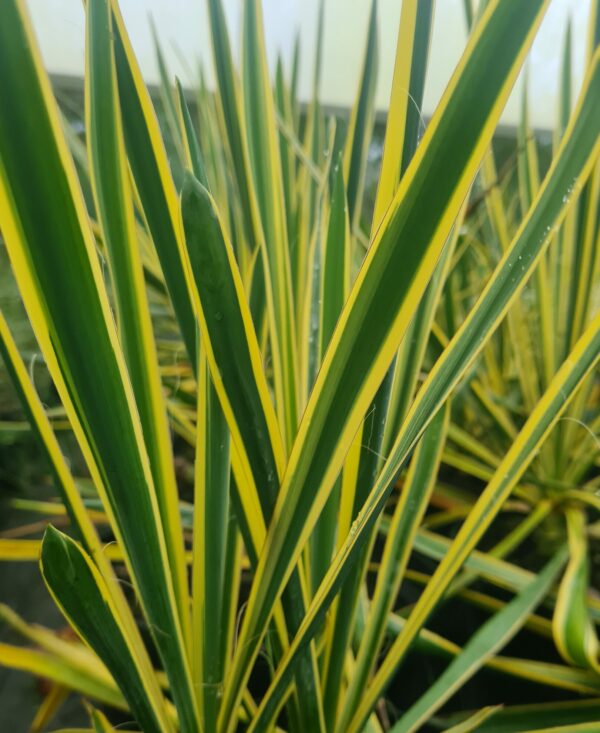 Yucca filaments Bright Edge