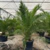 Phoenix canariensis - 18L 100-120cm