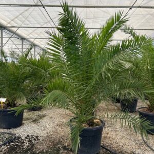 Phoenix canariensis