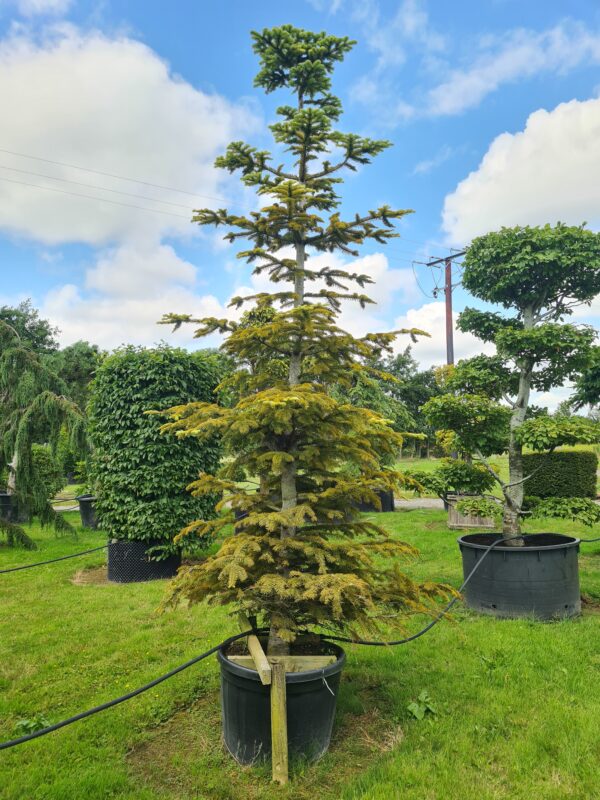 Abies nordmanniana Aurea - Image 2