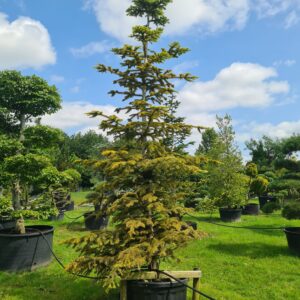 Abies nordmanniana Aurea