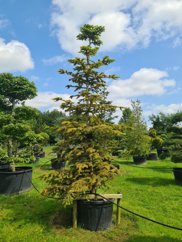 Abies nordmanniana Aurea