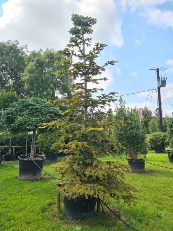Abies nordmanniana Aurea - Image 3