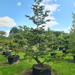 Abies nordmanniana Specimen