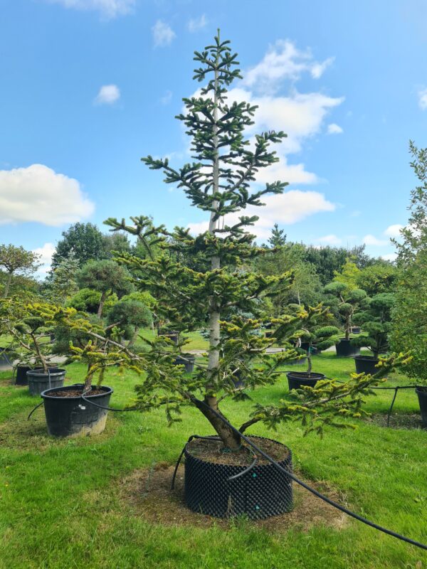 Abies nordmanniana Specimen