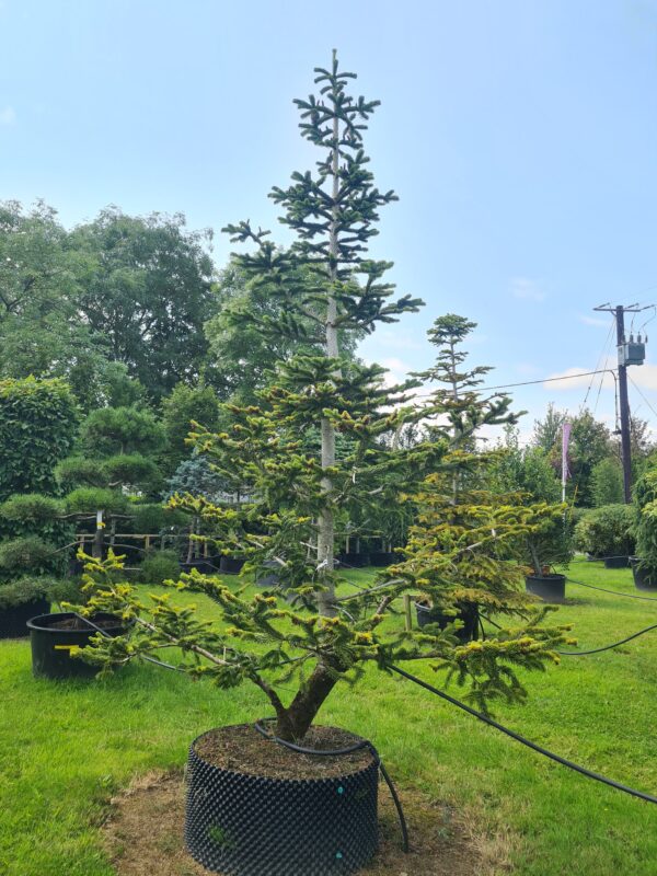 Abies nordmanniana Specimen - Image 2