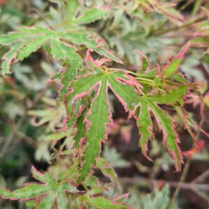 Acer palmatum 'Taylor'