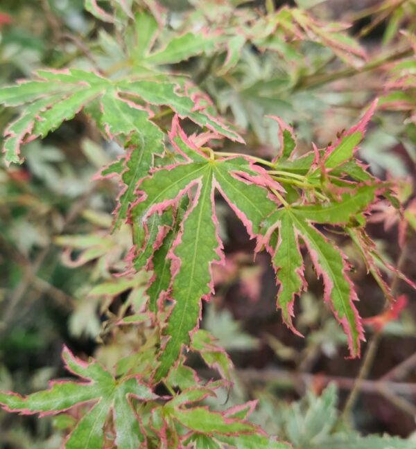 Acer palmatum 'Taylor'