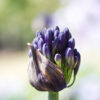 Agapanthus 'Black Magic' - 3L