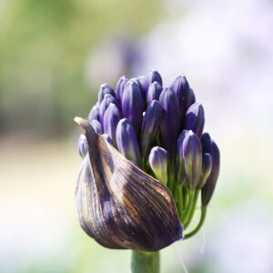 Agapanthus 'Black Magic'