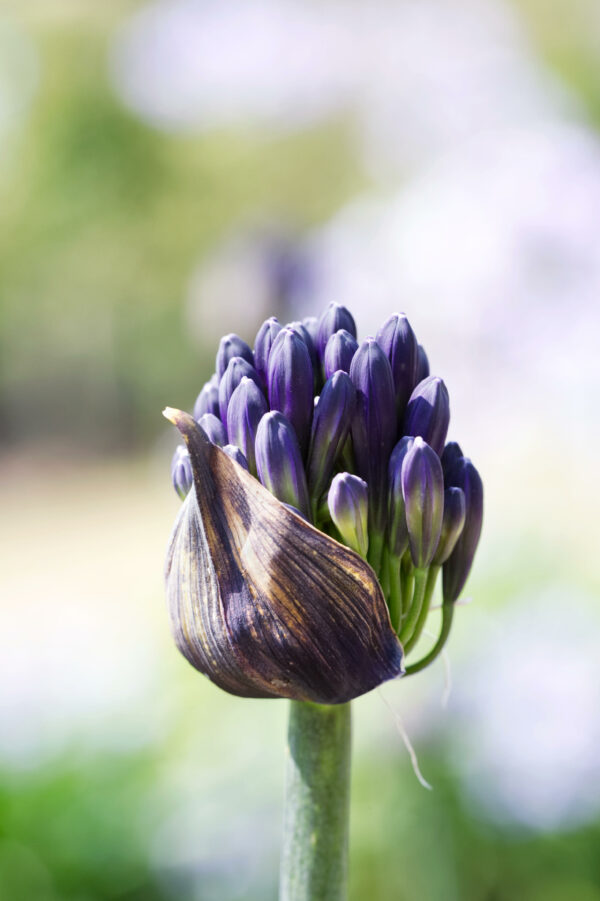 Agapanthus 'Black Magic'