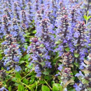 Ajuga reptans