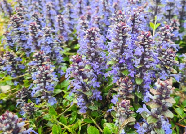 Ajuga reptans