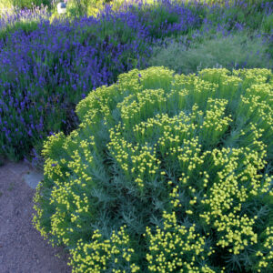 Santolina chamaecyparissus - Cotton Lavender