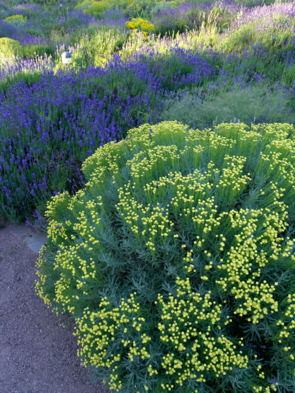 Santolina chamaecyparissus - Cotton Lavender