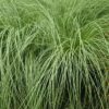 Carex comans Frosted Curls - 2L