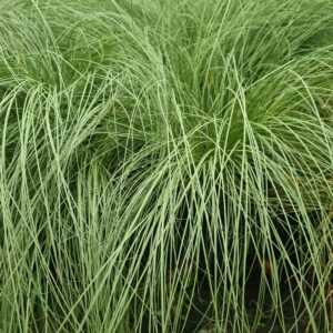 Carex comans Frosted Curls
