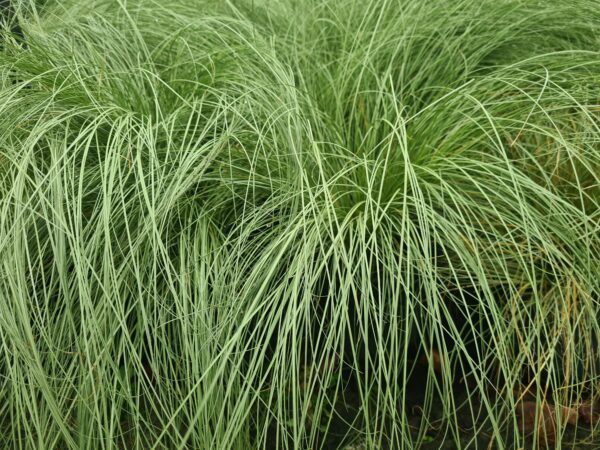 Carex comans Frosted Curls