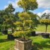 Carpinus betulus Bonsai - 2.5-3m tall, wooden planter