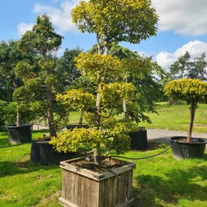 Carpinus betulus Bonsai